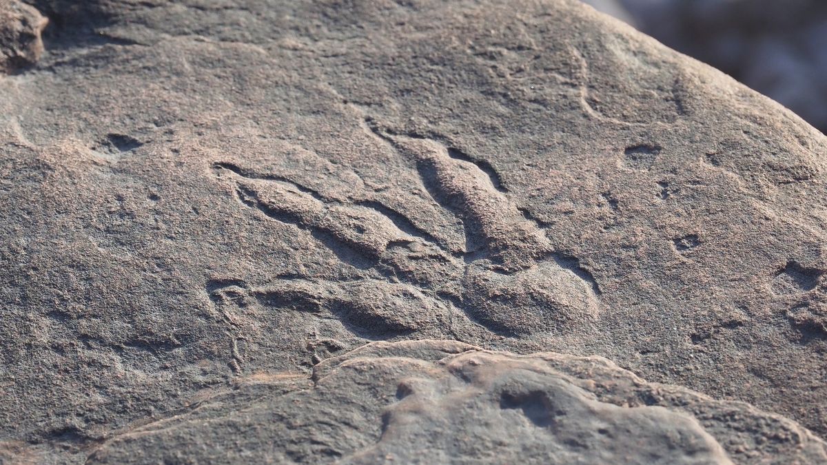 Wales hlásí objev dinosauří stopy. Stojí za ním čtyřletá dívka